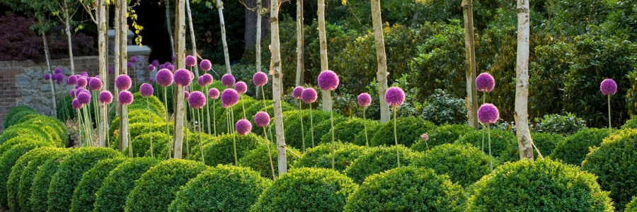 Plants For Modern Look